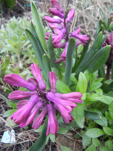 Hyacinth Woodstock (2013, April 05) - Hyacinth Woodstock