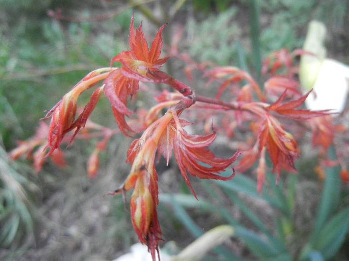 Acer palmatum Katsura, 04apr2013 - Acer palmatum Katsura