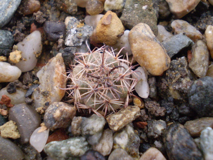 Parodia  subterranea