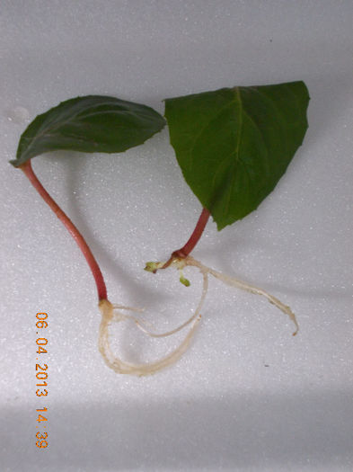 inradacinate in apa