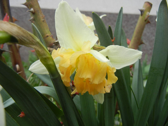 Narcissus Cum Laude (2013, April 07)