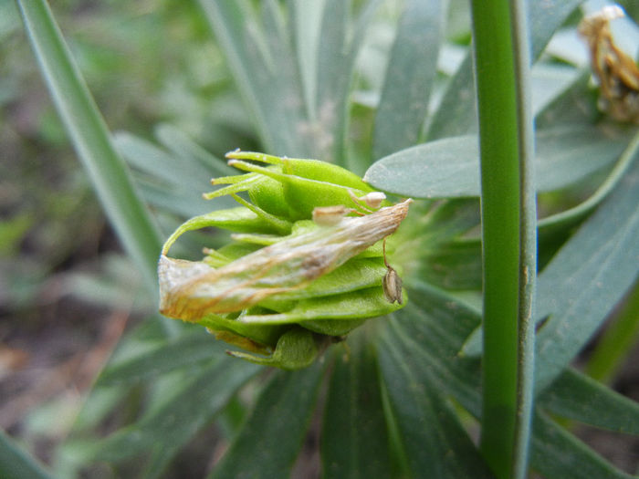 Eranthis hyemalis, seeds (2013, April 07)