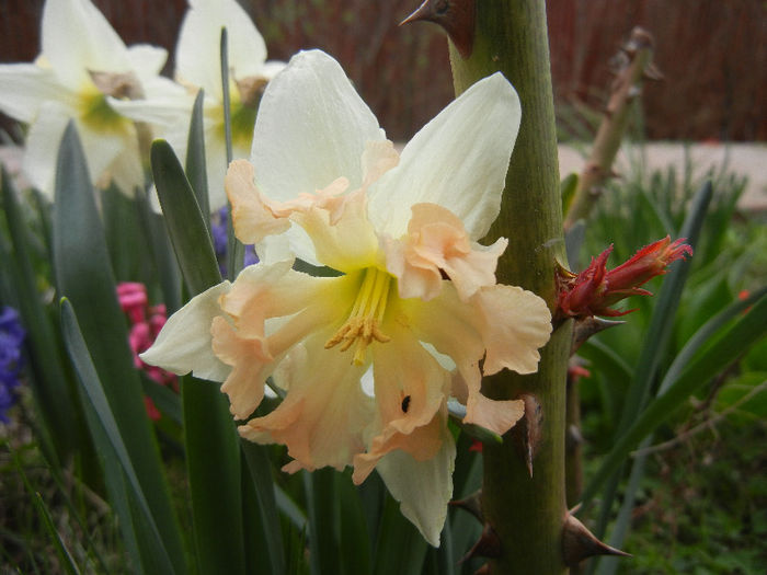 Daffodil Cum Laude (2013, April 08) - Narcissus Cum Laude