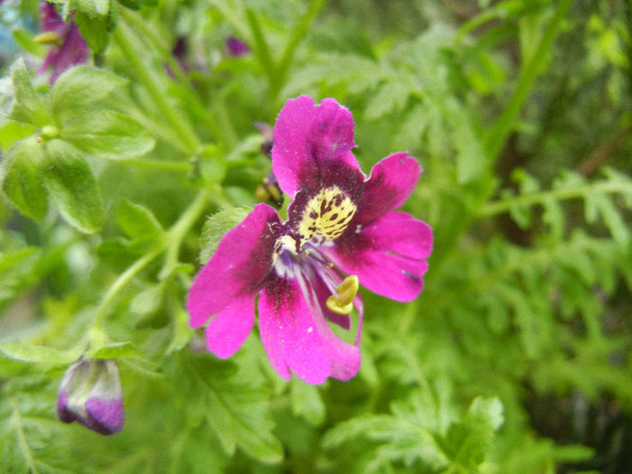 Schizanthus pinnatus Purple (`13, Apr.04)
