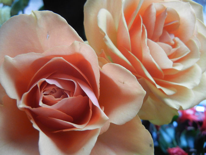 Orange roses, 24feb2013