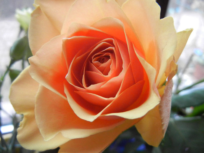 Orange rose, 24feb2013 - TRANDAFIRI in culori