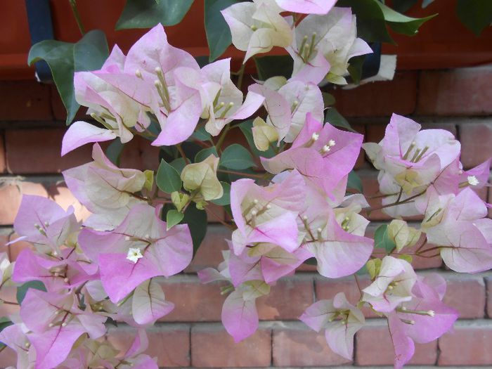 Magic detaliu floare sub razele directe ale soarelui; Bougainvillea are nevoie de soare direct pt a se imbujora, prin sticla geamului foarte rar reuseste sa se imbujoreze.
