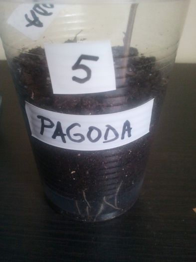 Pagoda 5 radacini - bougainvilllea disponibile epuizat