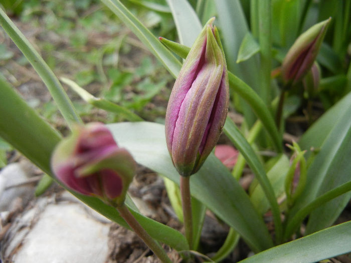 Tulipa pulchella Violacea (2013, April 09) - Tulipa Pulchella Violacea