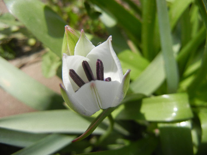 Tulip Alba Coerulea Oculata (2013, Apr.10)