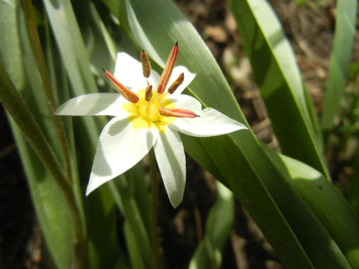 Tulipa Turkestanica (2013, April 10)