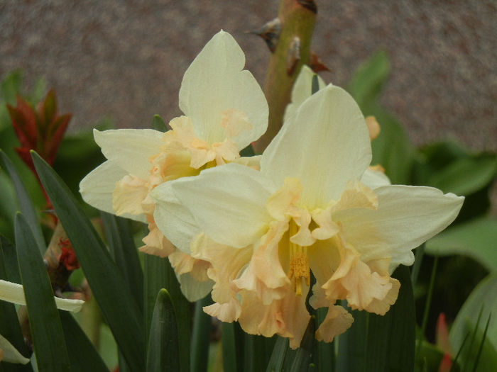 Daffodil Cum Laude (2013, April 09) - Narcissus Cum Laude