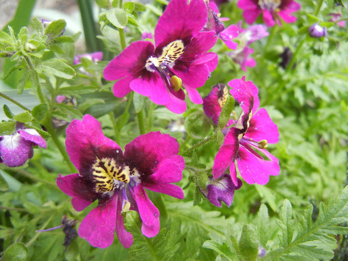 Schizanthus pinnatus Purple (`13, Apr.09) - SCHIZANTHUS Pinnatus Purple