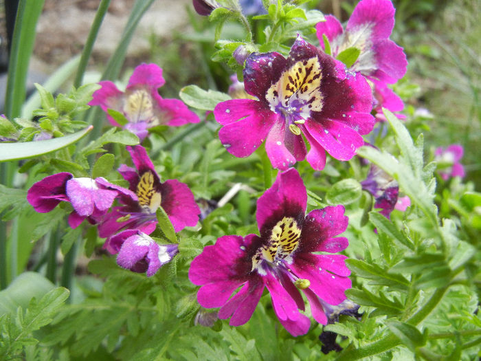 Schizanthus pinnatus Purple (`13, Apr.09)