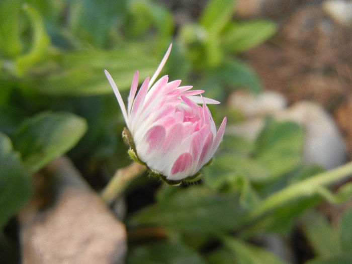 Bellis perennis (2013, April 10)