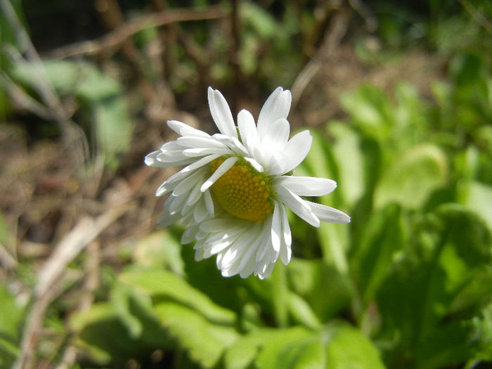 Bellis perennis (2013, April 11)