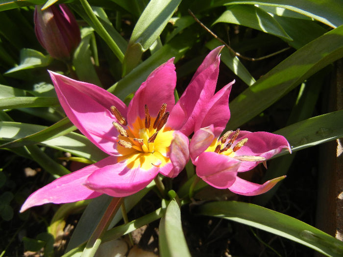 Tulipa pulchella Violacea (2013, April 11)