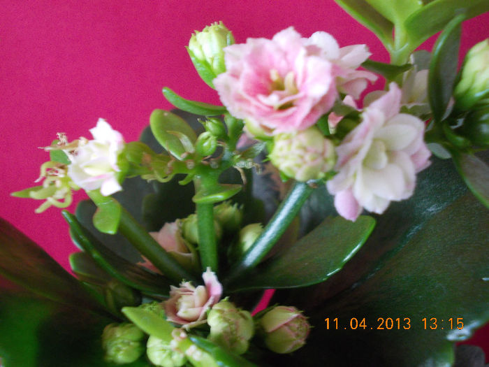 kalanchoe - aprilie 2013