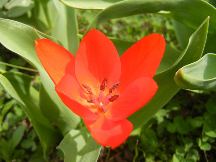 Tulipa Praestans Fusilier (2013, April 12) - Tulipa Praestans Fusilier
