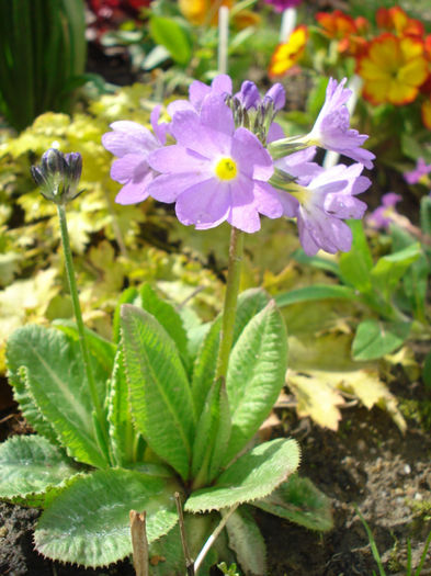 Primula denticulata "Lilac", drumstick