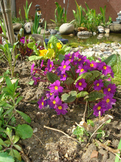 primula Wanda - Gradinuta in 2013