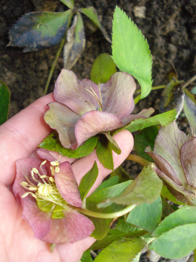 Helleborus orientalis "Blue Lady"