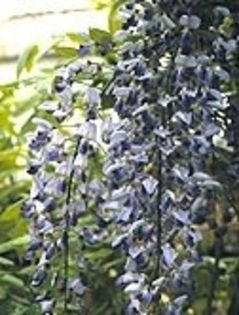 wisteria formosa issai