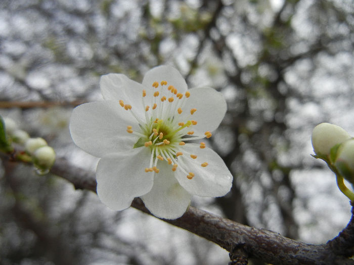 Cherry Plum Blossom (2013, April 11)