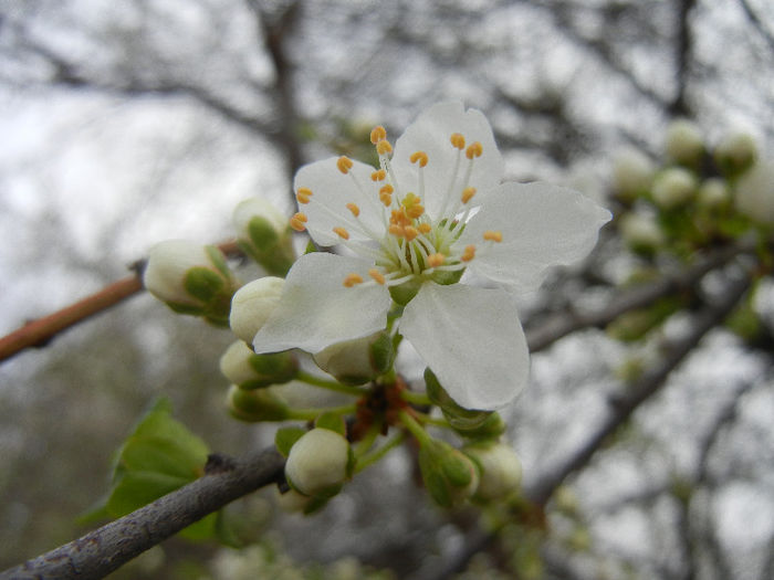 Cherry Plum Blossom (2013, April 11)