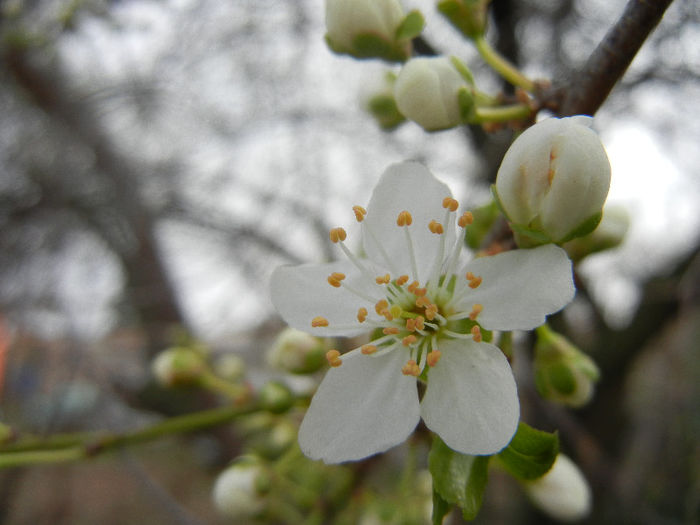 Myrobalan Plum Blossom (2013, April 11)