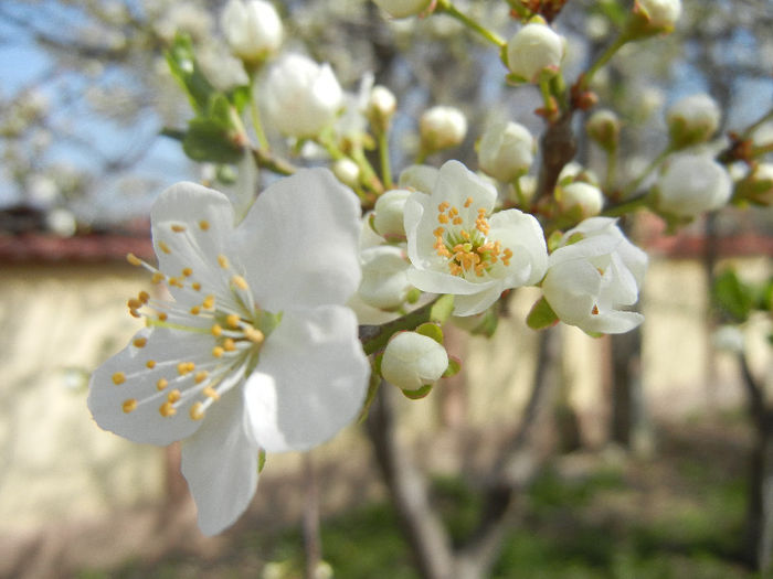 Myrobalan Plum Blossom (2013, April 12)