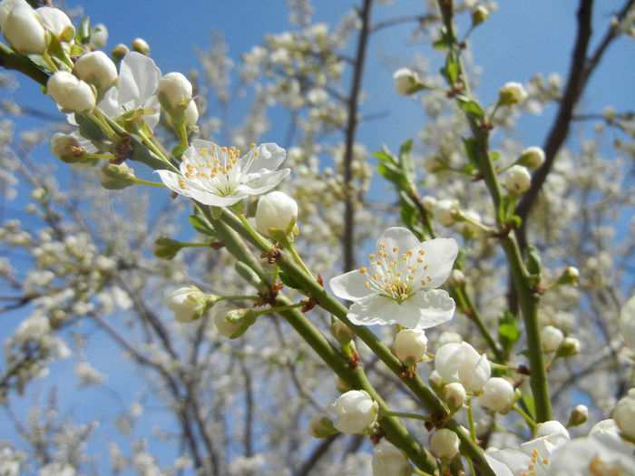 Prunus cerasifera (2013, April 12)