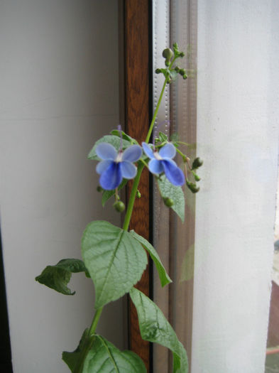 clerodendron ugandese