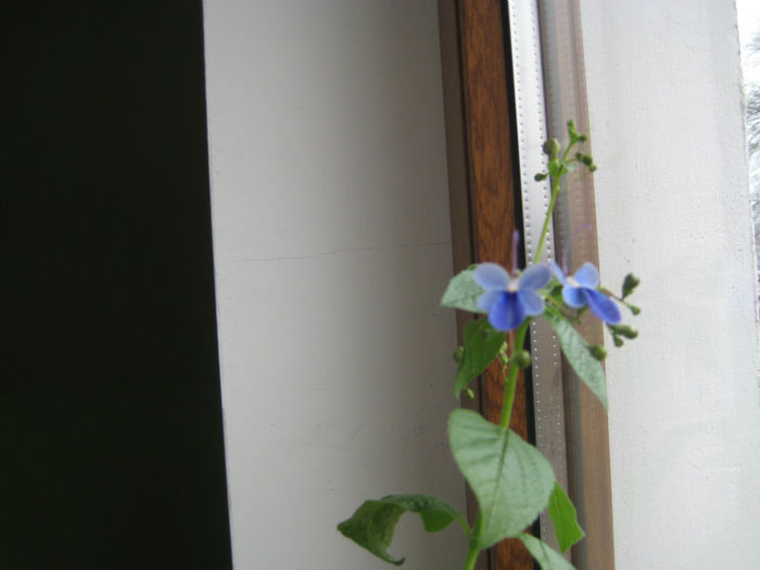 clerodendron ugandese