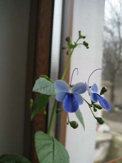 clerodendron ugandese