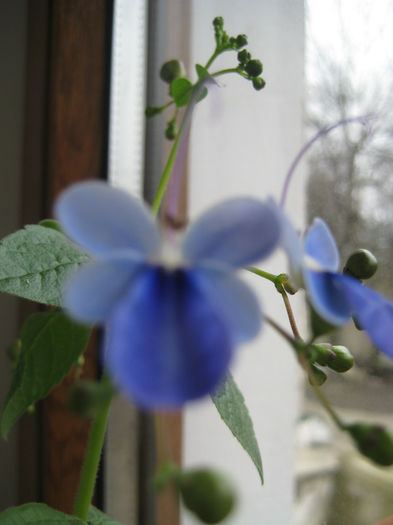 clerodendron ugandese