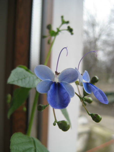 clerodendron ugandese