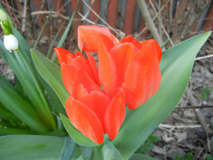 Tulipa Praestans Fusilier (2013, April 14) - Tulipa Praestans Fusilier