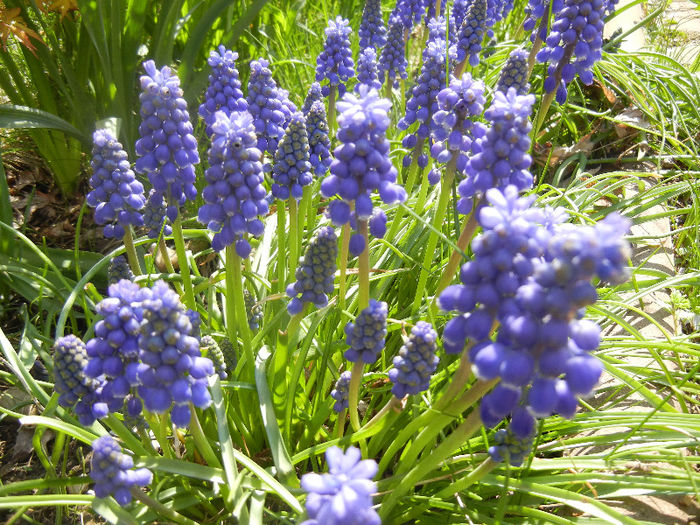 Muscari armeniacum (2013, April 15)