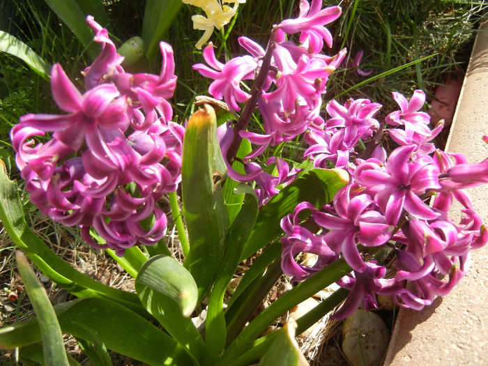 Hyacinth Amethyst (2013, April 14)