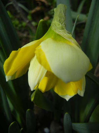 Narcissus Cassata (2013, April 15) - Narcissus Cassata