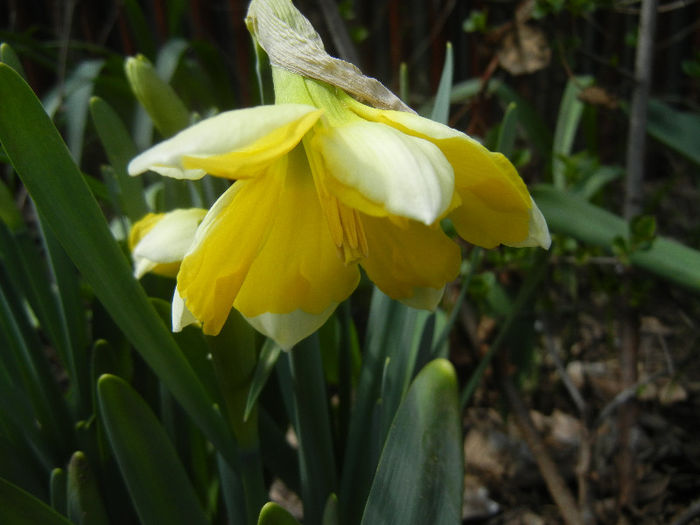 Narcissus Cassata (2013, April 15)