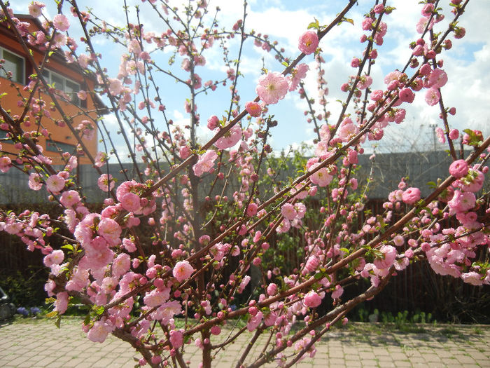 Prunus triloba (2013, April 14)