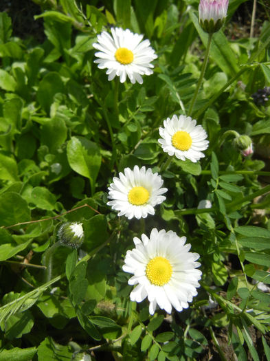 Bellis perennis (2013, April 15)