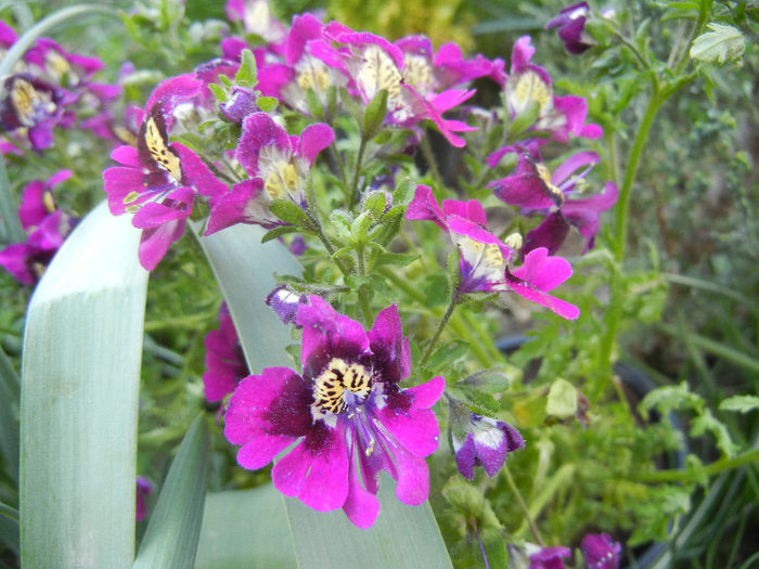 Schizanthus pinnatus Purple (`13, Apr.14)