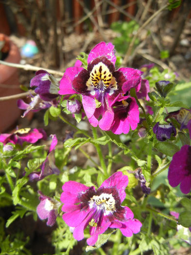 Schizanthus pinnatus Purple (`13, Apr.15)
