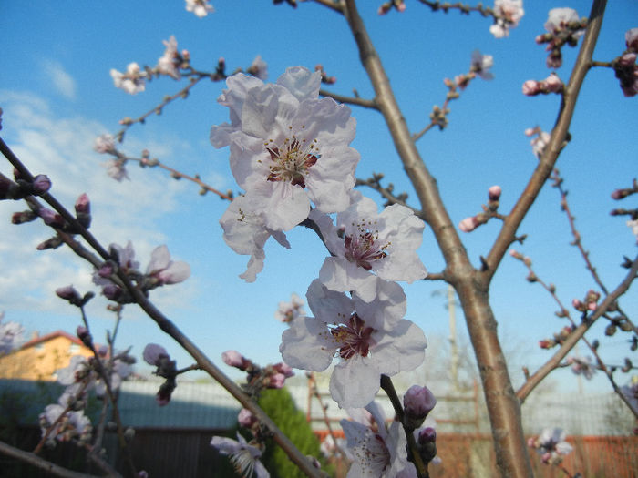 Prunus persica Davidii (2013, April 14) - Prunus persica Davidii