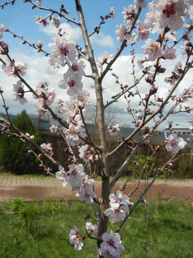 Prunus persica Davidii (2013, April 15) - Prunus persica Davidii