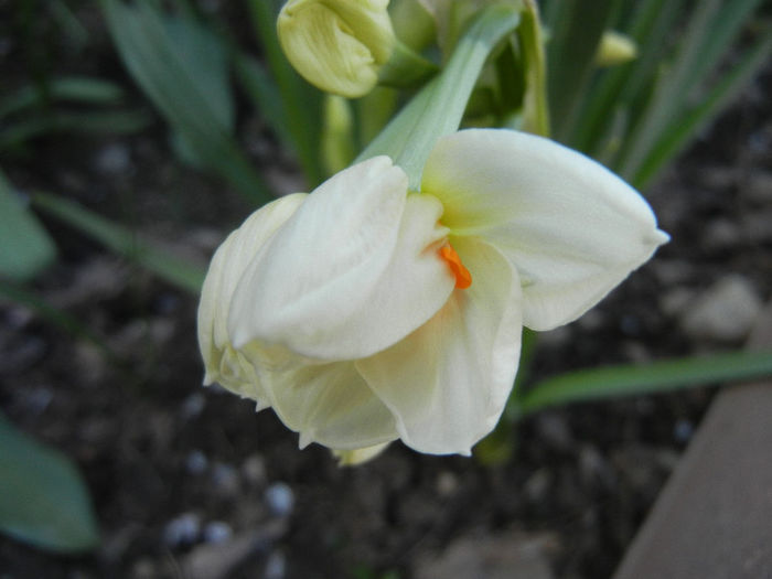 Narcissus Geranium (2013, April 15)