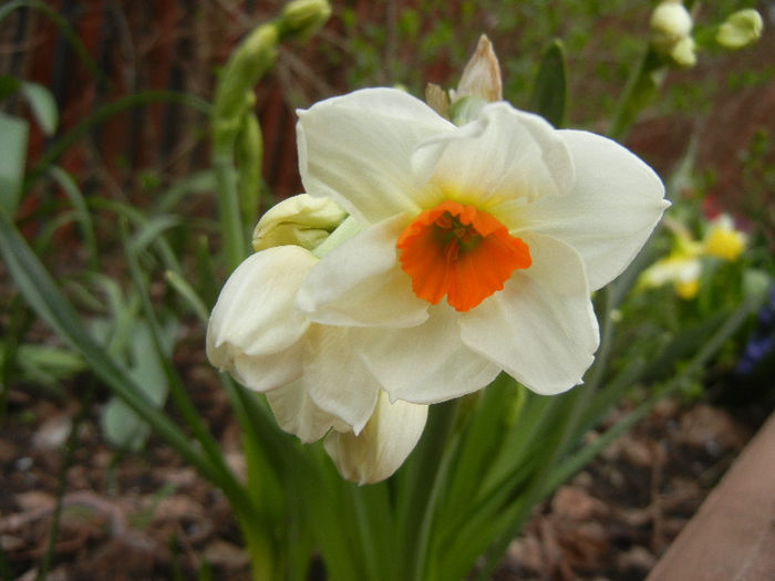 Narcissus Geranium (2013, April 16)